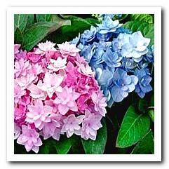 Poisonous hydrangea for dogs
