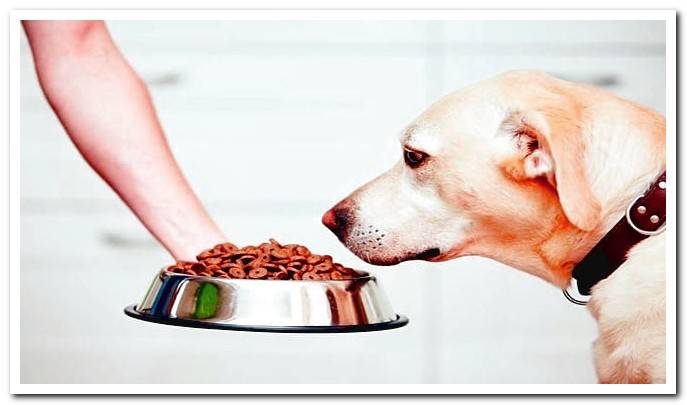 The Best Dog Food - Made in Spain