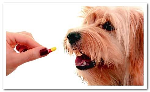 Medicines for humans, toxic in dogs