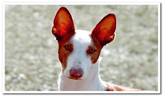 Iberian hound dog