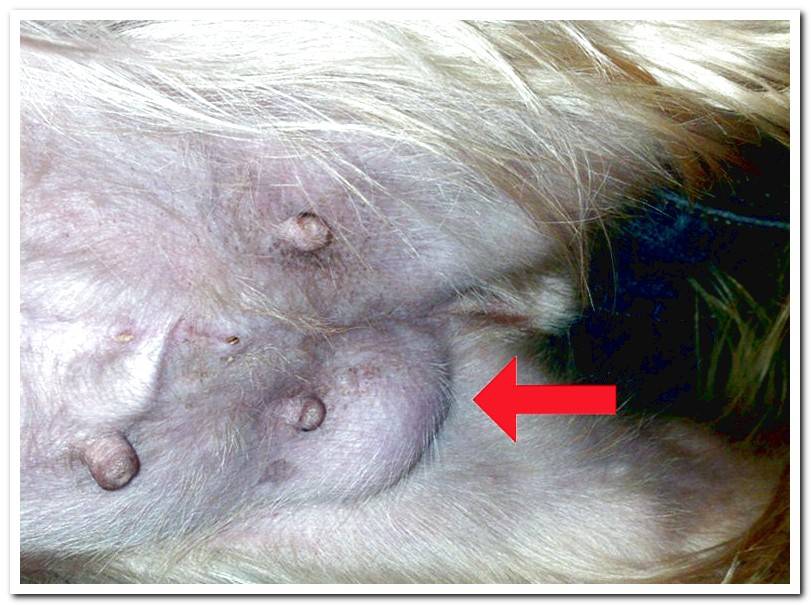Inguinal-hernia-in-a-dog
