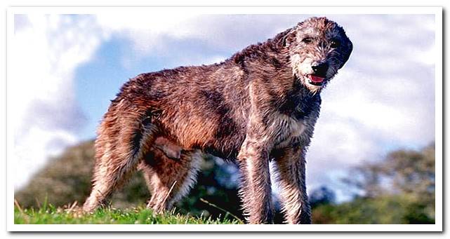 Irish Wolfhound on a meadow