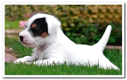 Jack Russell Terrier puppy