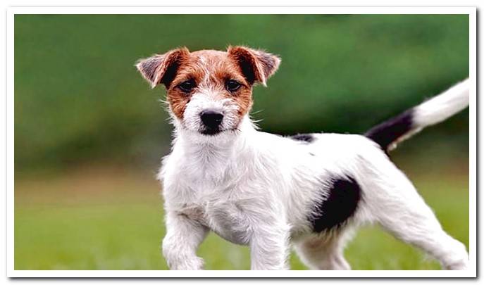 Jack russell terrier