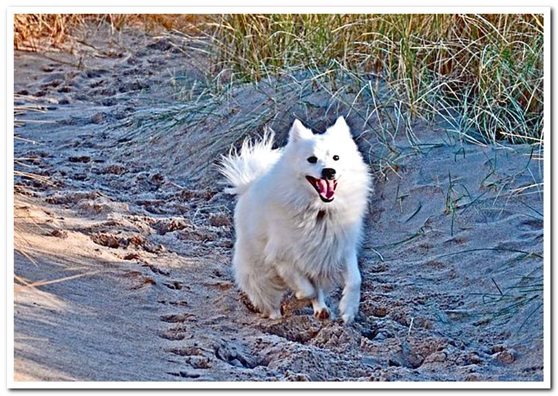 Japanese spitz