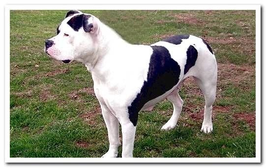 Johnsons pit bull