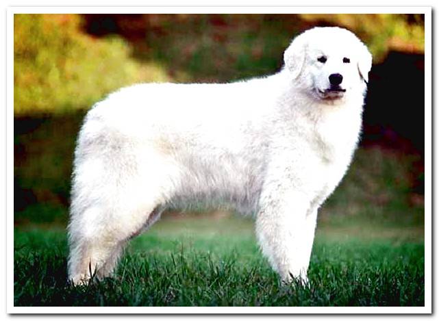 KUVASZ-adult