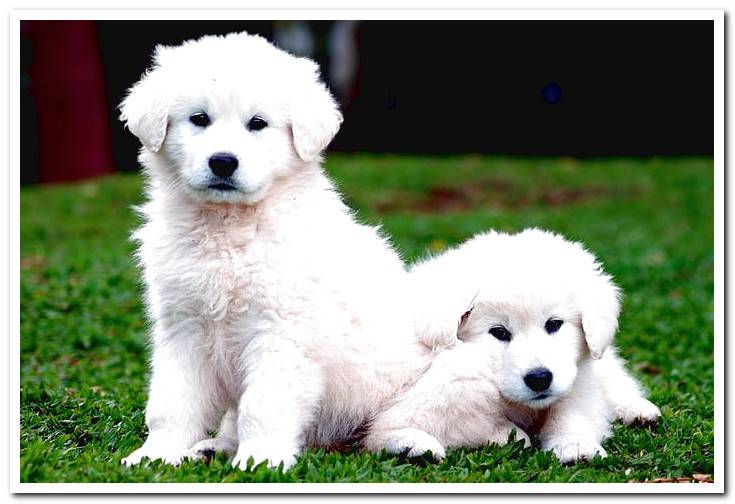 Everything about the Kuvasz dog breed, Temperament, care, advice ...