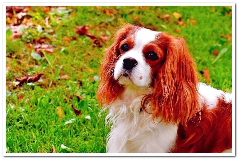 King charles spaniel