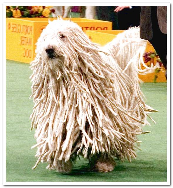 Komondor