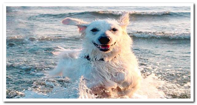 Kuvasz dog bathing in the sea