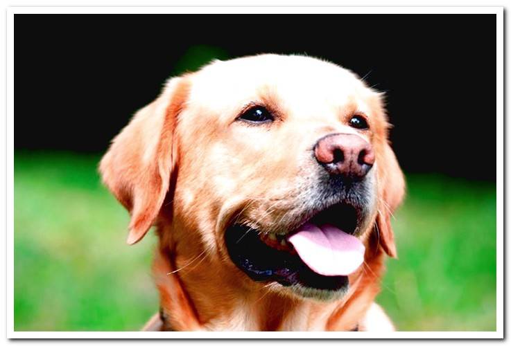 labrador-breed-dog