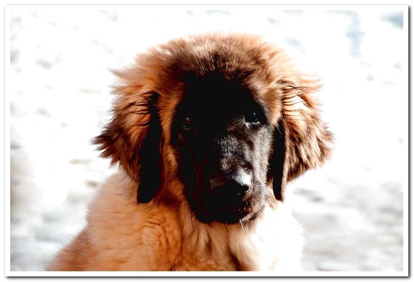 Leonberger-cub