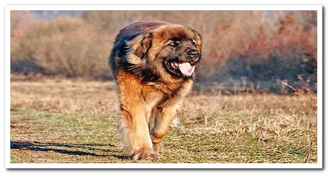 Leonberger breed dog