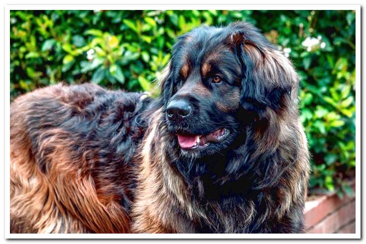 Leonberger