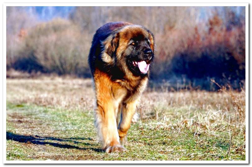 Leonberger2