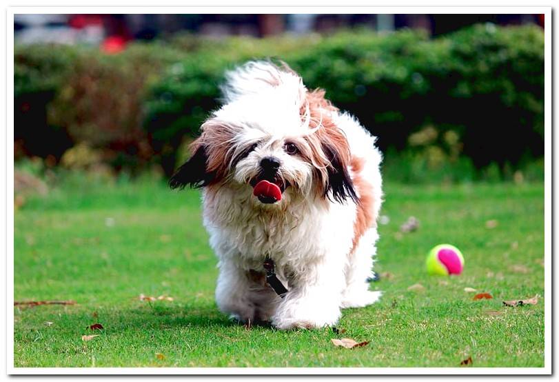 Lhasa-Apso-running-in-the-garden