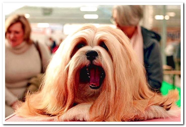 Lhasa-Apso-yawning-at-a-dog-show