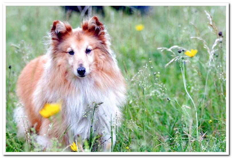 Shetland-Shepherd - light-haired