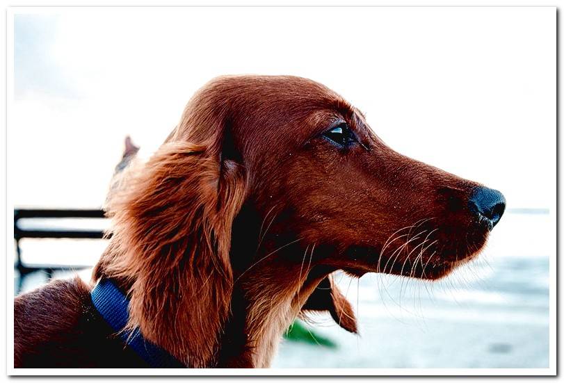 Dachshund-brown-long-haired