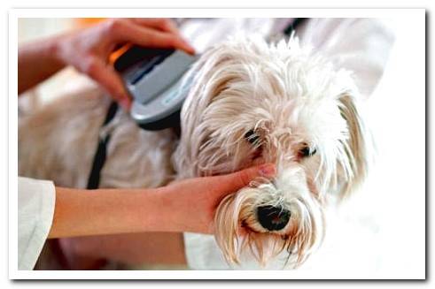 microchip reader in dogs