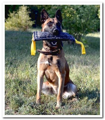Belgian Shepherd Malinois Discover the breed with photos and video!