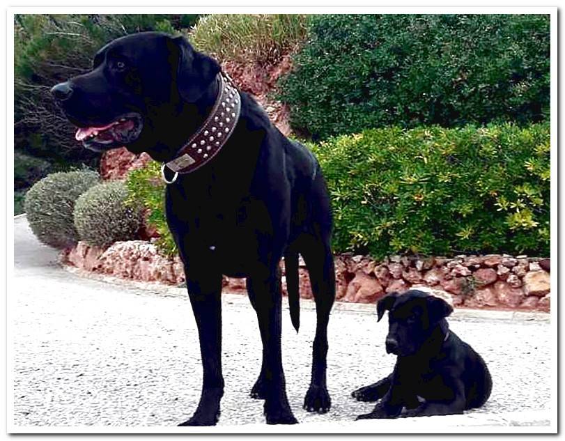 Majorcan-shepherd-with-puppy