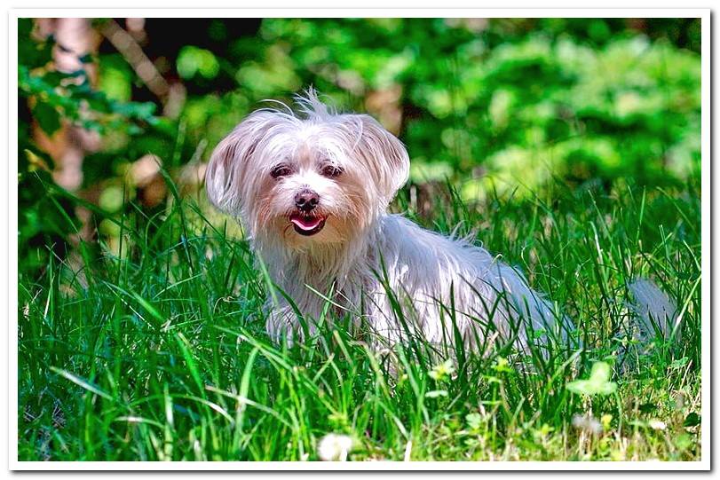 Bichon-Maltese