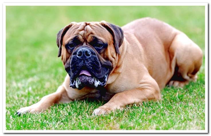 Mastiff-in-the-garden