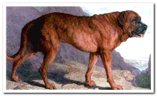 Mastiff-of-the-Alps