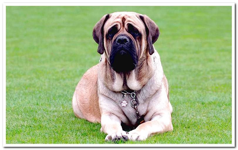 Mastiff-resting-on-the-grass