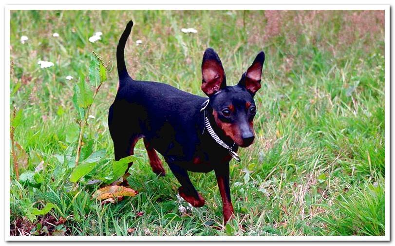 Pinscher-miniature