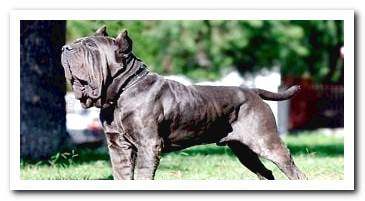 mastiff-of-naples