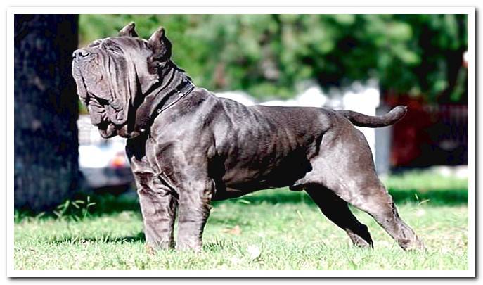 mastiff-of-naples