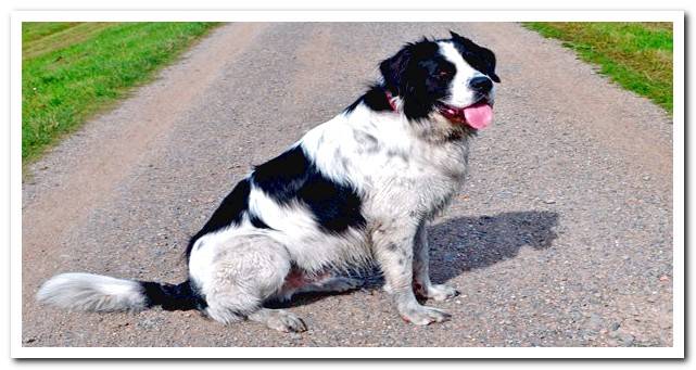 newfoundland sitting on a country road