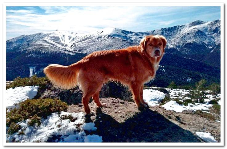 Retriever-from-Nova Scotia-strolling-up-the-mountain