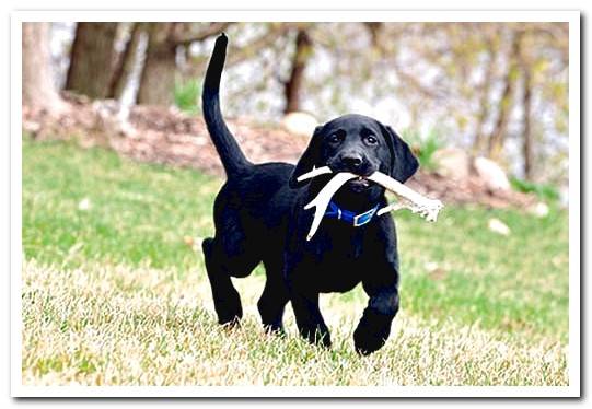 dog eating deer antler