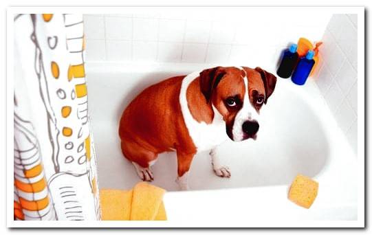 dog in the bathtub