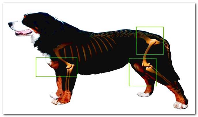 Osteoarthritis in dogs