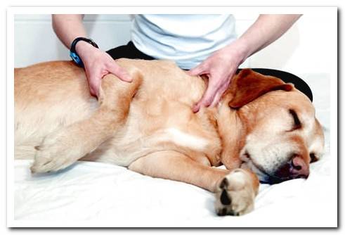 dog getting a massage