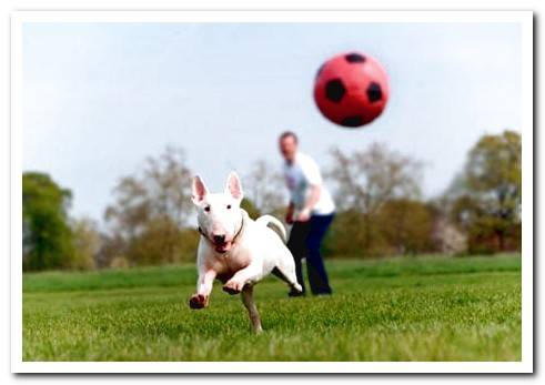 Causes and symptoms of canine osteoarthritis