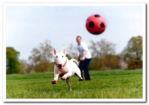 dog playing