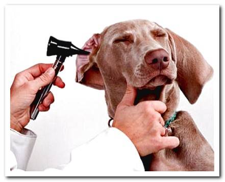 vet checking a dog's ear