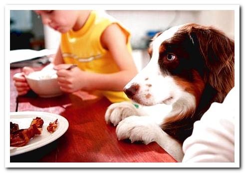 dog waiting for food on the table