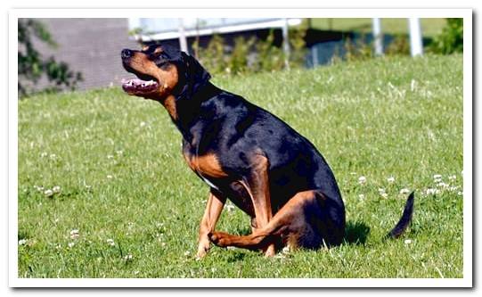 My dog ​​has a lot of gas (farts) - Causes and solutions