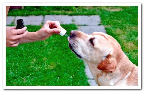 How to Give Bach Flowers to Dogs - Uses and Amounts