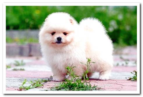 pomeranian puppy