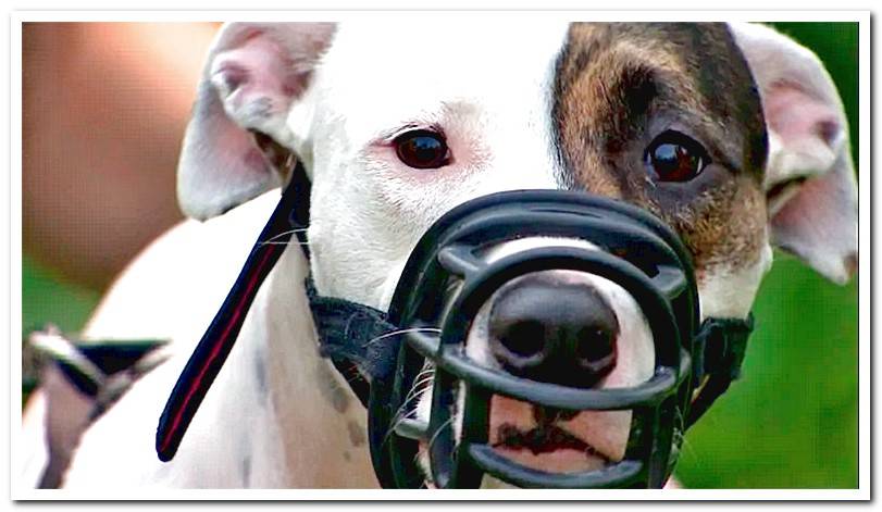 dog-of-breed-PPP-with-muzzle