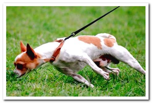 dog pulling on the leash and drowning