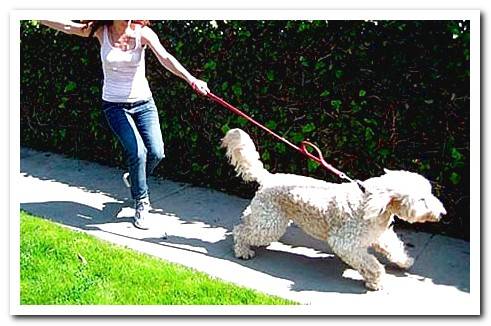 dog pulling on the leash